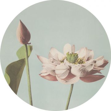 zelfklevende behangcirkel lotusbloem zacht roze en vergrijsd blauw