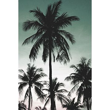 fotobehang palmbomen petrolgroen